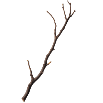 A natural twig with dry branches, perfect for rustic decor and nature-themed projects. png