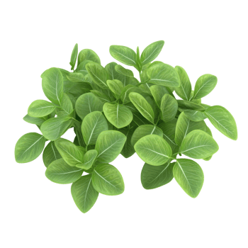 A lush collection of vibrant green leaves growing together in a healthy cluster. png