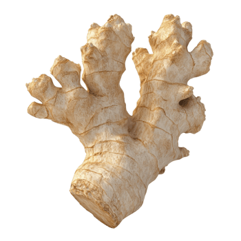 A detailed close-up of fresh ginger root showcasing its unique texture and shape. png