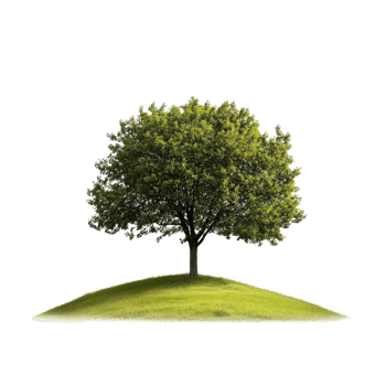 A vibrant green tree standing majestically on a gentle hill. png