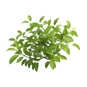 A vibrant cluster of green leaves showcasing nature's beauty and lushness. png
