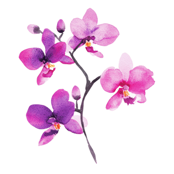 Beautiful watercolor illustration of pink orchids, perfect for floral designs. png
