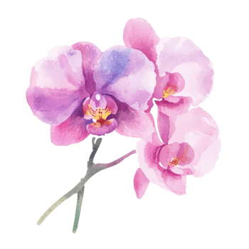 Beautiful watercolor illustration of vibrant pink orchids in full bloom. png