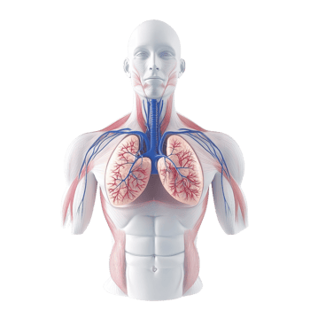 Anatomical model showcasing the human respiratory system and cardiovascular details. png