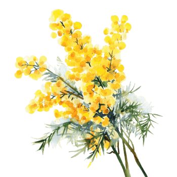 Bright yellow mimosa flowers with delicate green foliage in a stunning floral arrangement. png
