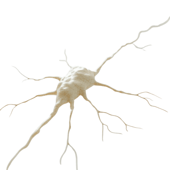 Detailed neuron structure showcasing neural connections and cell body. png