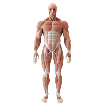 Detailed human anatomy model showing muscles and body structure for educational use. png