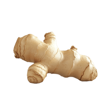 Fresh ginger root, a versatile ingredient known for its unique flavor and health benefits. png