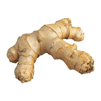Fresh ginger root with a textured surface, ideal for culinary and health applications. png