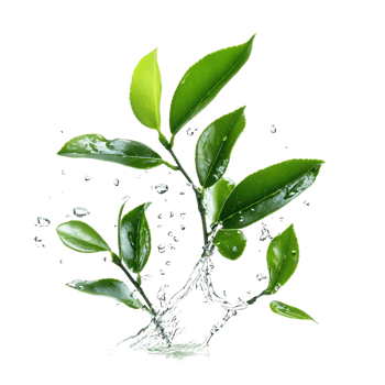 Fresh green leaves with water droplets, symbolizing nature's beauty and vitality. png