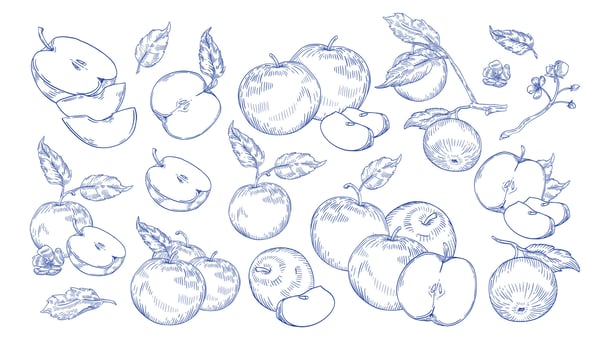 Bundle of monochrome drawings of whole and cut apples, slices, tree branches and flowers. Collection of fresh juicy fruit hand drawn with contour lines on white background. illustration vector