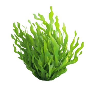 Vibrant green seaweed resembling a lush underwater plant habitat. png