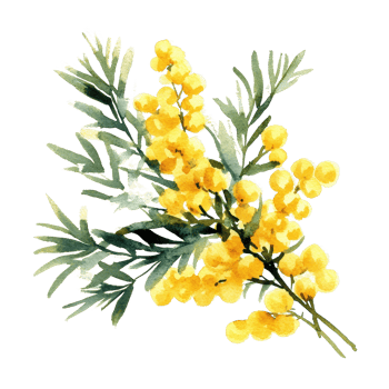 Vibrant yellow mimosa flowers with green foliage captured in a watercolor style. png
