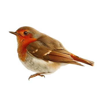 A Detailed Close Up of a European Robin Bird Perched on a White Background png