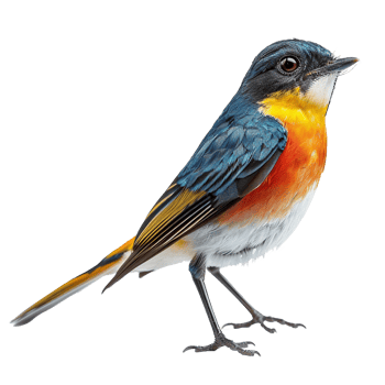 A Vividly Colored Bird with Blue Teal Orange and Yellow Feathers png