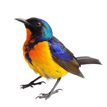 Vibrant Blue Orange and Black Tropical Bird Stunning Feathers Detailed Closeup png