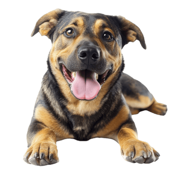 Happy Dog on White Background on transparent background. png