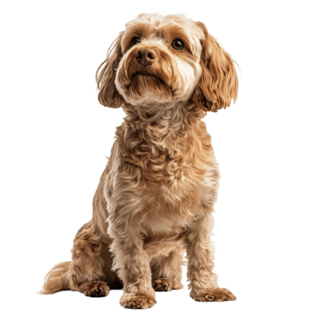 Adorable Dog Posing on White Floor on transparent background. png