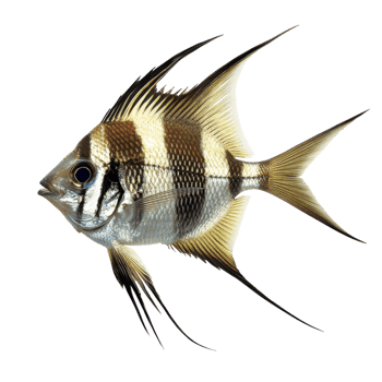 Sharp Fins Fish on transparent background. png