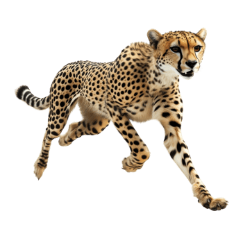 Cheetah in Motion Wildlife Action on transparent background. png