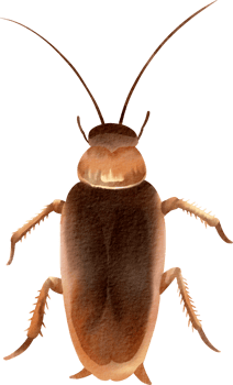 A brown bug with long legs and long antennae png