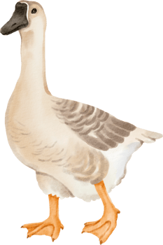 A goose is standing on a black background png