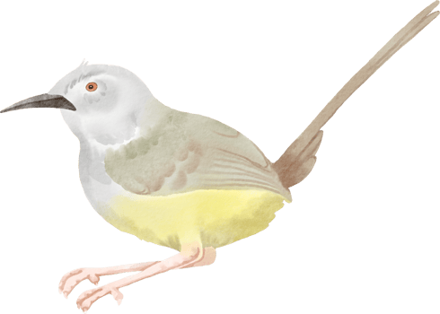 A watercolor illustration of a bird with long tail png