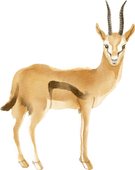 A watercolor drawing of a gazelle png