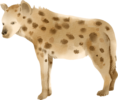 A hyena is standing in front of a black background png