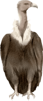 A watercolor drawing of a vulture png