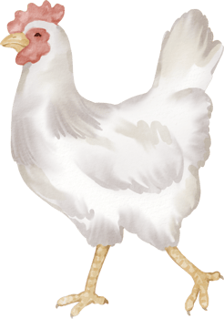 A white chicken with a red head and pink feet png