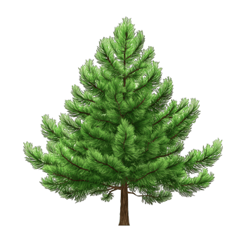 Pine tree on transparent background png