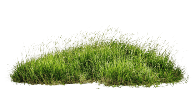 Lush green grass clump with tall blades png