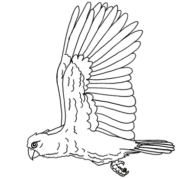 Flying Cockatoo Coloring Page for All Ages png