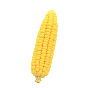 Fresh Yellow Corn on the Cob Ready to Cook png