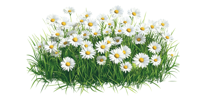 Cluster of white daisies in lush green grass isolated on transparent background png