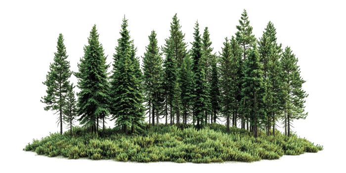 Evergreen forest trees with shrubs isolated on transparent background png