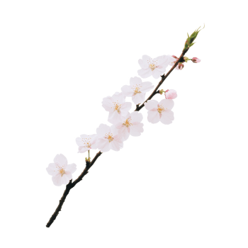 A delicate cherry blossom branch adorned with soft pink flowers against a white background. png