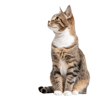 A curious tabby cat sitting elegantly while gazing upwards with a thoughtful expression. png