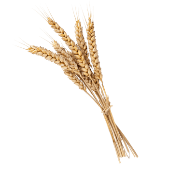 A bundle of golden wheat stalks showcasing nature's bounty. png