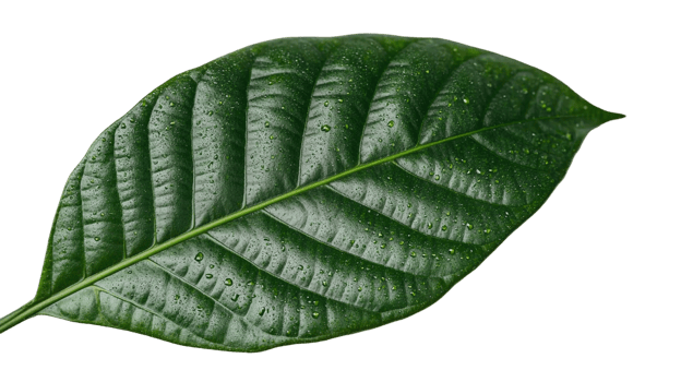A large green leaf with water droplets on it png