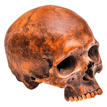 Realistic Skull Model Displaying Intricate Surface Textures png