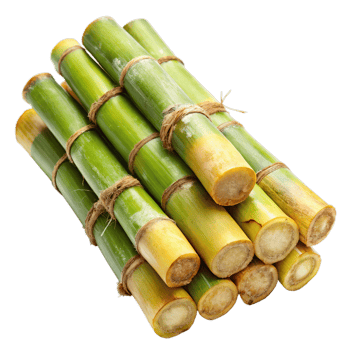 Fresh Sugarcane Stalks Bundled Together png