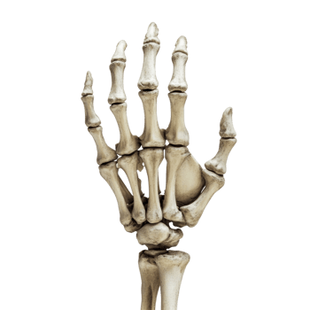 A detailed image of a human skeletal hand png