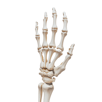 Human Hand Skeleton Anatomy Detailed View png