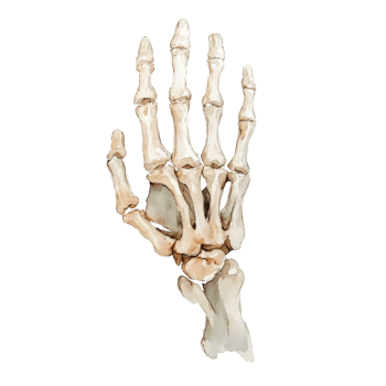 Watercolor Illustration Of A Human Hand Skeleton png