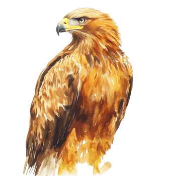 Watercolor Painting of a Majestic Golden Eagle. isolated png