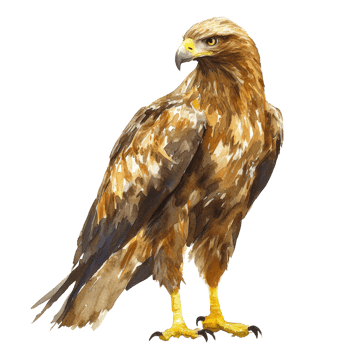 Watercolor Painting of a Majestic Golden Eagle. cu out png