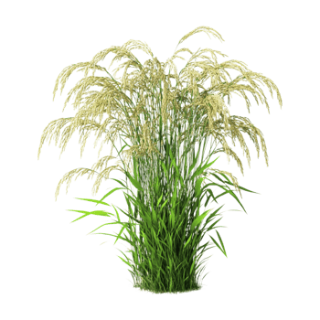 a plant with grass on it, on a transparent background png