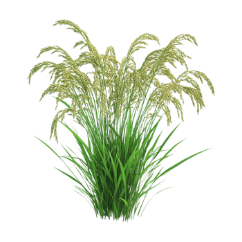 rice plant on transparent background png